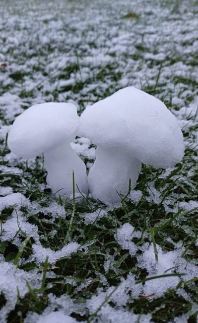 🍄‍В этом году сезон грибов не закончится! 
Они радуют грибников даже в такую погоду. 
И помните, всегда..