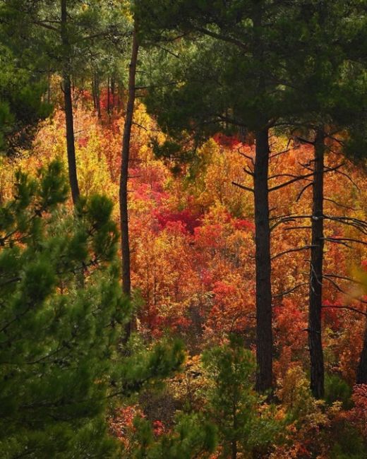 Прогулка по различным тропам между Дивноморским и Прасковеевкой 🍁🍂☀️ 
Прекрасные виды, яркие краски и..