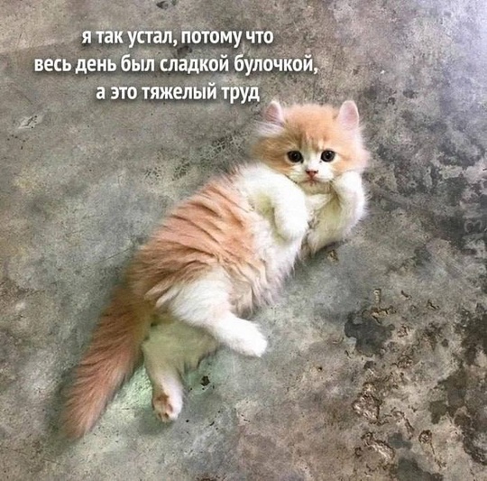 💙 Сегодня отмечается День булочки  В этот праздник принято уплетать мучное за обе..