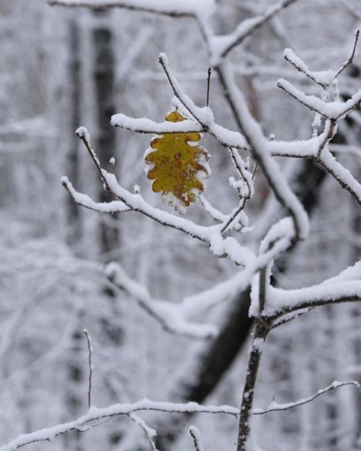 Зима подкралась к Новороссийску ❄  Фото..