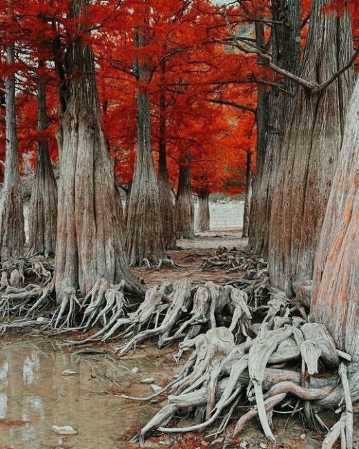 🍂Одна из самых известных локаций Анапы, - Кипарисовое озеро в поселке Сукко ( 20 км от Анапы )  Летом, и..