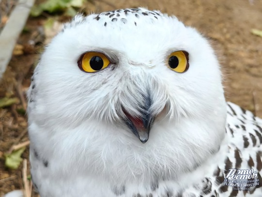 🦉Самочка полярной совы прибыла в Ростовский зоопарк из Липецка. Посетители уже могут её..