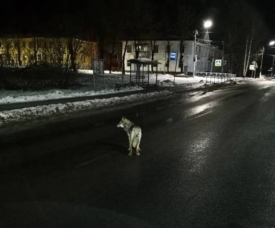 В Ленобласти волки вышли к людям: несколько сообщений о хищниках поступило на неделе от жителей Подпорожья...