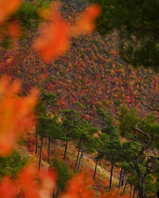 Прогулка по различным тропам между Дивноморским и Прасковеевкой 🍁🍂☀️ 
Прекрасные виды, яркие краски и..