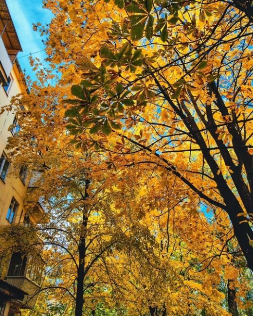 Осень в ростовских дворах🍁  Фото: Алексей..