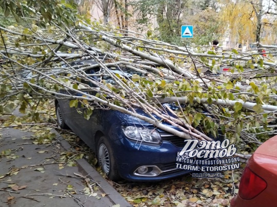 ⚠️🌳 Деревопад в Ростове продолжается.  «На Нансена прям перед машиной рухнуло, повезло», - рассказывает..