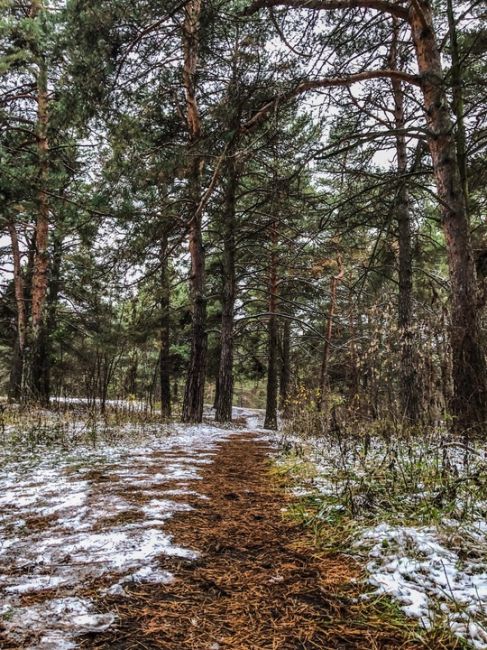 Ноябрьские открытки из Сормовского парка 🤍  #зарисовкинеоченьюногонатуралиста 
#нижегородскиезарисовки..