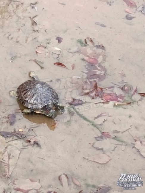 🐢 «В ужасных условиях находится красноухая черепаха в парке Революции. Она ползает по грязи без воды и еды!..