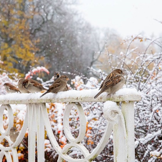 ⛄️ Екатерининский парк облачился в..