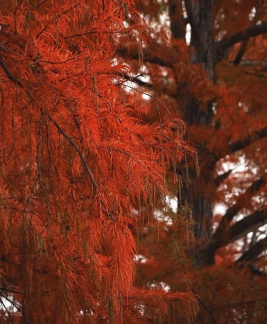 Кипарисам к лицу багряный 🍁  Кипарисовое озеро, Сукко, Анапа. Ноябрь.  Фото: Олег..