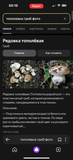 🍄 Грибы-монстры в Аксайском районе. На них наткнулся местный житель. Шляпка размером с мужскую стопу. Точное..