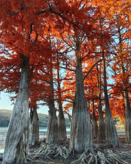 🗣 Магия Кипарисового озера 🍂🍁 Способность этих древних великанов менять свой наряд в зависимости от..