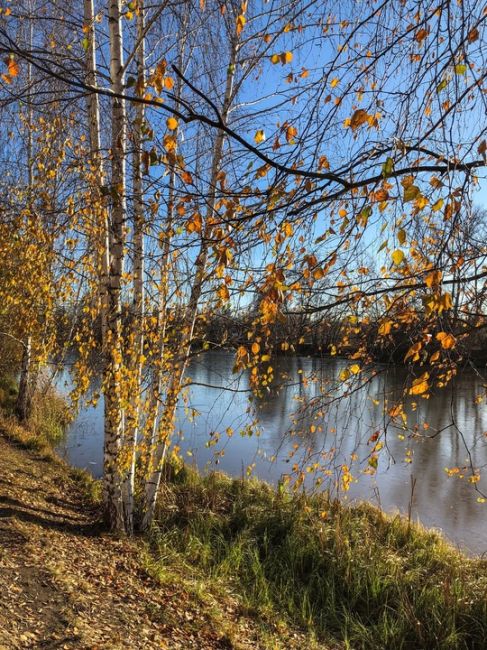 Солнечное золото ноября на Юбилейном бульваре ☀️🍂  #зарисовкинеоченьюногонатуралиста..