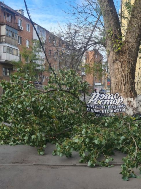 ⚠️Комбо на Халтуринском: дерево оборвало провода, согнуло пластилиновый столб пополам и задело..