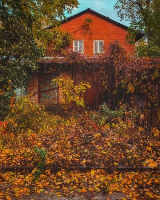 🍁Золотая осень в Александровском.  Фото: Алексей..