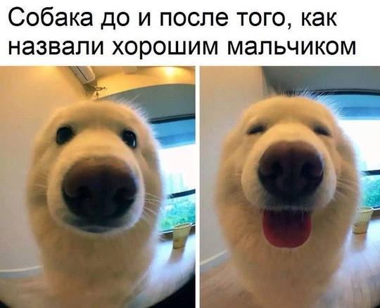 🐕 Сегодня, 23 ноября, еще отмечается Пpaздник coбaк и дoбpoты.  Давайте поздравим наших любимых четвероногих!..