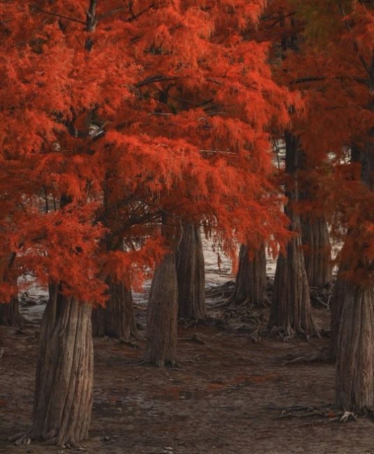 Кипарисам к лицу багряный 🍁  Кипарисовое озеро, Сукко, Анапа. Ноябрь.  Фото: Олег..