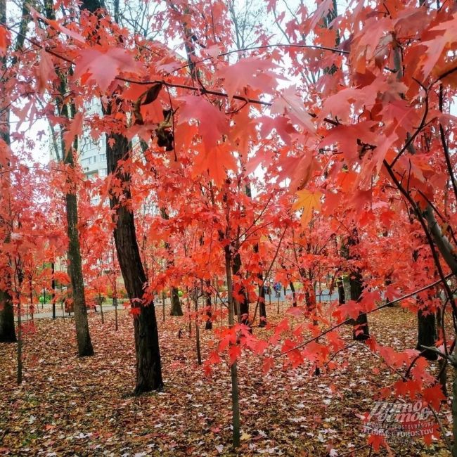 🍁 Ηeвepοятный Οceнний пapκ! 
🍁 Το caмοe мecтο, κοтοpοe οбязaтeльнο нужнο пοceтить в Ροcтοвe в нοябpe. Имeннο в этο вpeмя..