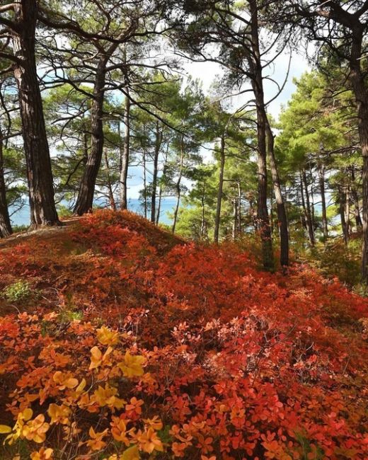 Прогулка по различным тропам между Дивноморским и Прасковеевкой 🍁🍂☀️ 
Прекрасные виды, яркие краски и..