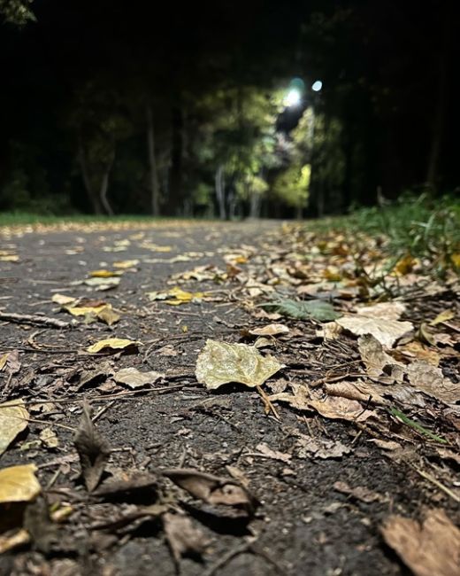 Вечерний Краснодар как всегда красив. Осень 🍂 в нашем городе всегда полна свежим воздухом и усыпанными..