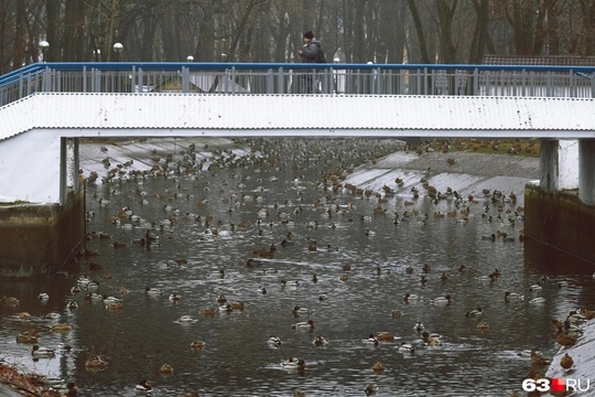 🦆 Массовое нашествие уток в парке..