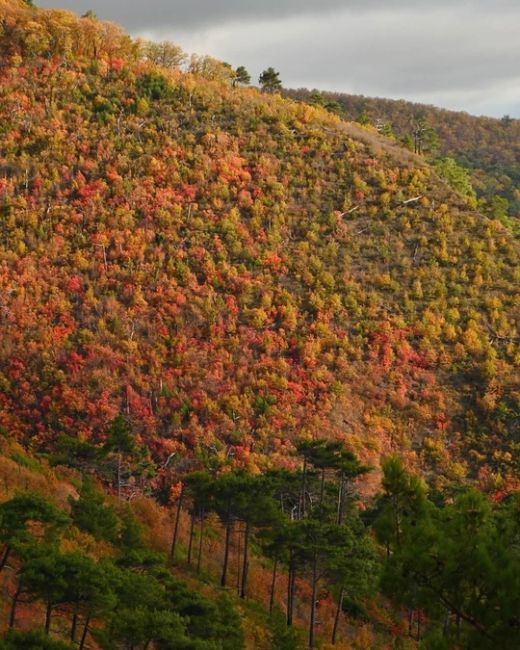 Прогулка по тропам между Дивноморским и Прасковеевкой 🍁  Фото..