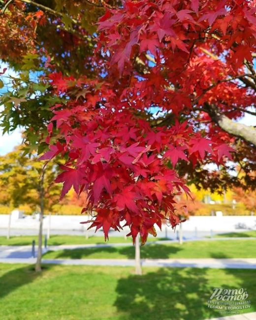 😍🍁Осень в чудесном парке Галицкого в соседнем..