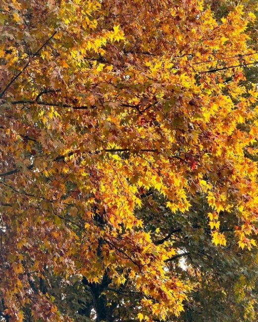 Осень на улицах Сочи🍁  Фото..