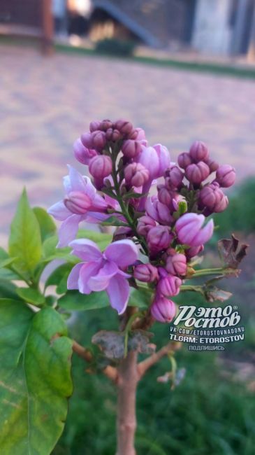 💜 🌸 Молодая сирень зацвела во дворе на Нагибина, рассказала подписчица "Это Ростов!".  «Шла в магазин, прям..