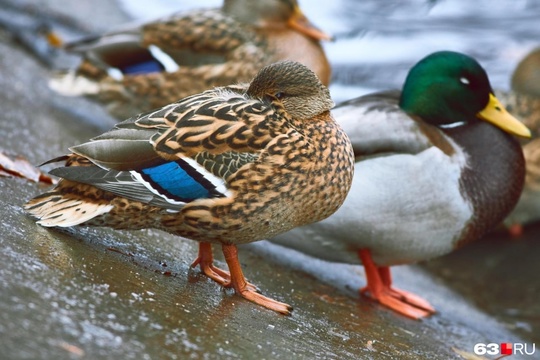 🦆 Массовое нашествие уток в парке..