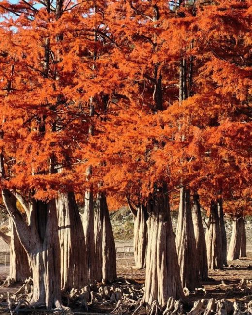 🗣 Магия Кипарисового озера 🍂🍁 Способность этих древних великанов менять свой наряд в зависимости от..