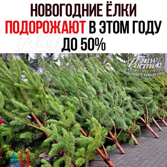 🎄Новогодние ёлки СТАНУТ ДОРОЖЕ в этом году до 50%. 
Сосны и ели обойдутся в среднем в 1200-1500 рублей за метр...