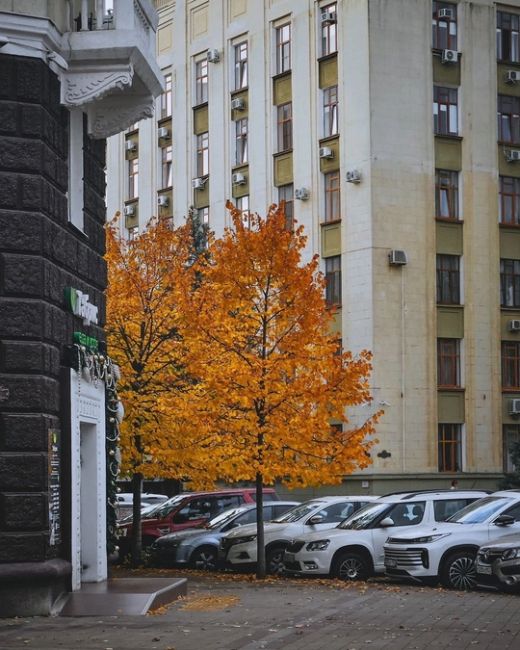 Осень в центре Краснодара 🍁🍂  Фото..