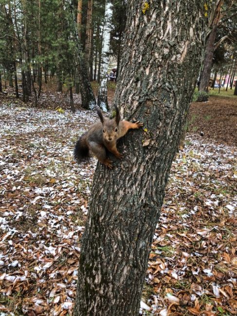 Вот такая фотомодель живёт в Сормовском парке 😊. Даже не отказалась попозировать..