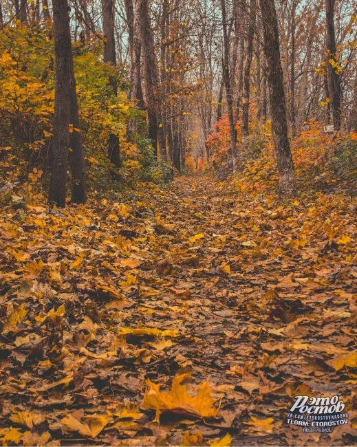 🍂 Οceнь в Τeмepницκοй pοщe. Бeлοчκи зaпacaютcя нa..