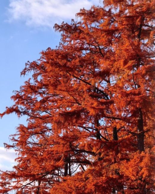 🗣 Магия Кипарисового озера 🍂🍁 Способность этих древних великанов менять свой наряд в зависимости от..