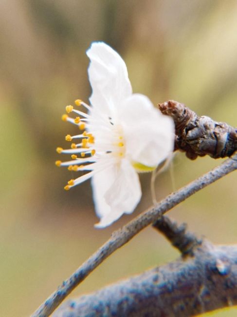 Вчера в Анапе зацвела яблоня! 🍂🌸  спасибо..