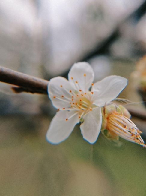 Вчера в Анапе зацвела яблоня! 🍂🌸  спасибо..