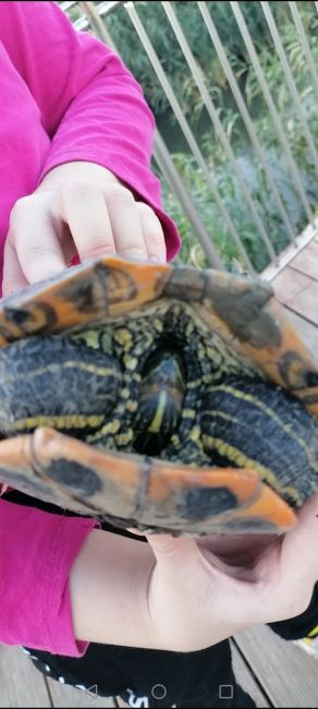 🐢 «В ужасных условиях находится красноухая черепаха в парке Революции. Она ползает по грязи без воды и еды!..