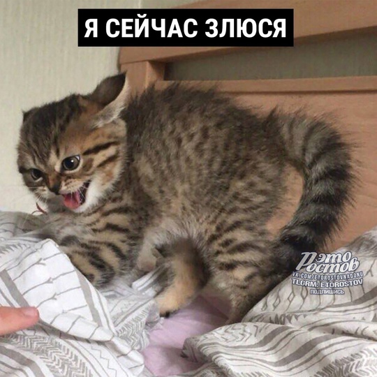 😹 Мои каждодневные..