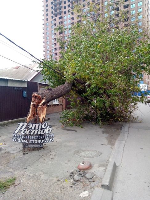 ⚠️🌳 Деревопад в Ростове продолжается.  «На Нансена прям перед машиной рухнуло, повезло», - рассказывает..