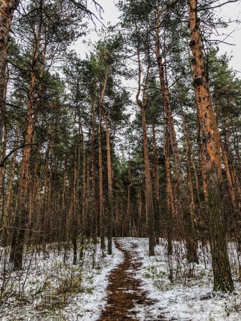 Ноябрьские открытки из Сормовского парка 🤍  #зарисовкинеоченьюногонатуралиста 
#нижегородскиезарисовки..