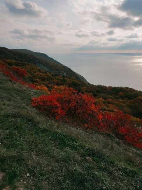 Смотрим на ту же красную скумпию, но уже в горах у Анапы  спасибо..