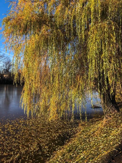 Солнечное золото ноября на Юбилейном бульваре ☀️🍂  #зарисовкинеоченьюногонатуралиста..