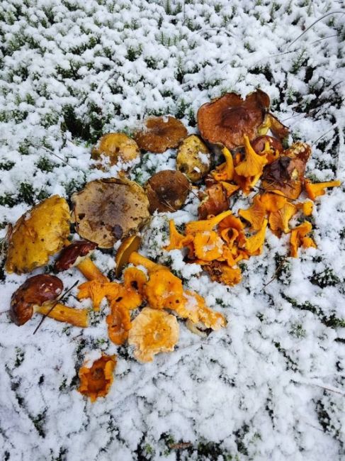 🍄‍В этом году сезон грибов не закончится! 
Они радуют грибников даже в такую погоду. 
И помните, всегда..