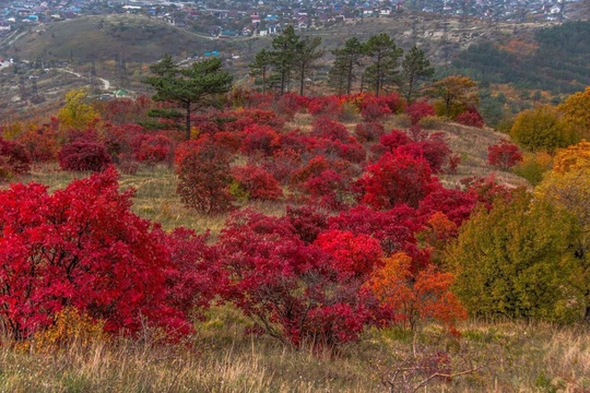 Королева осени – скумпия – радует глаз на новороссийских склонах. Все оттенки багрянца прибавляют осени..