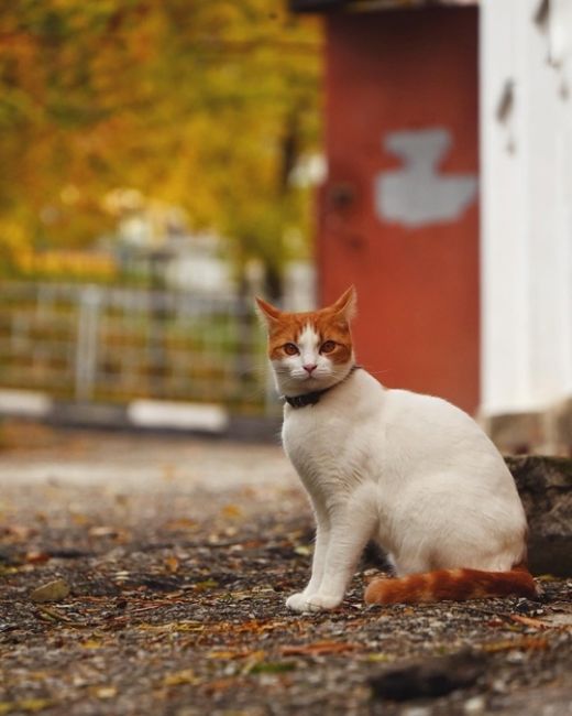 Котики и осень 🍂  Фото..