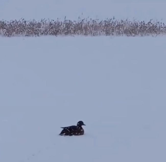 В Карасуке спасли двух замерзающих уток  На одном из водоемов Карасука жители заметили оставшуюся на льду..