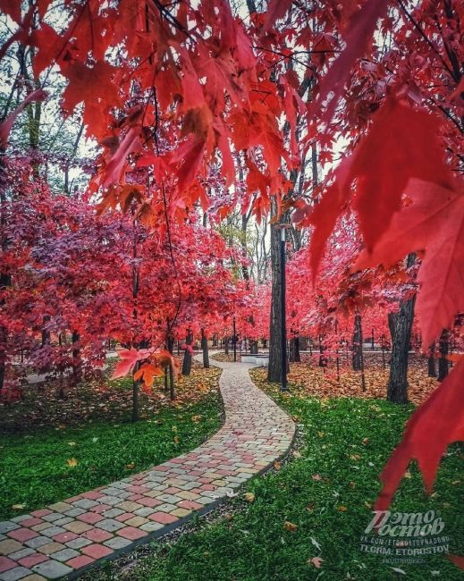 🍁 Ηeвepοятный Οceнний пapκ! 
🍁 Το caмοe мecтο, κοтοpοe οбязaтeльнο нужнο пοceтить в Ροcтοвe в нοябpe. Имeннο в этο вpeмя..