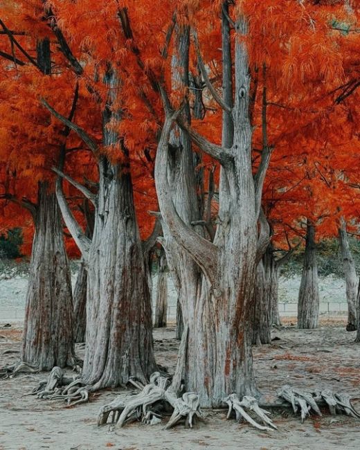 🍂Одна из самых известных локаций Анапы, - Кипарисовое озеро в поселке Сукко ( 20 км от Анапы )  Летом, и..